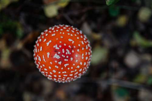 Toadstool growing in the forest