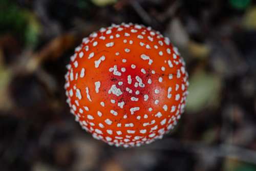 Toadstool growing in the forest