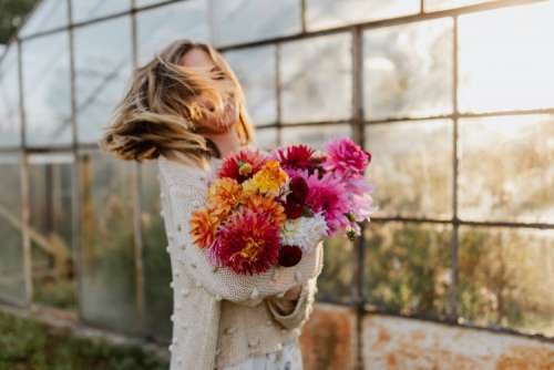 Beautiful colorful dahlia flowers