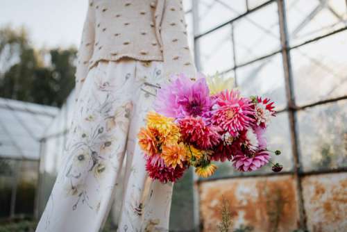 Beautiful colorful dahlia flowers