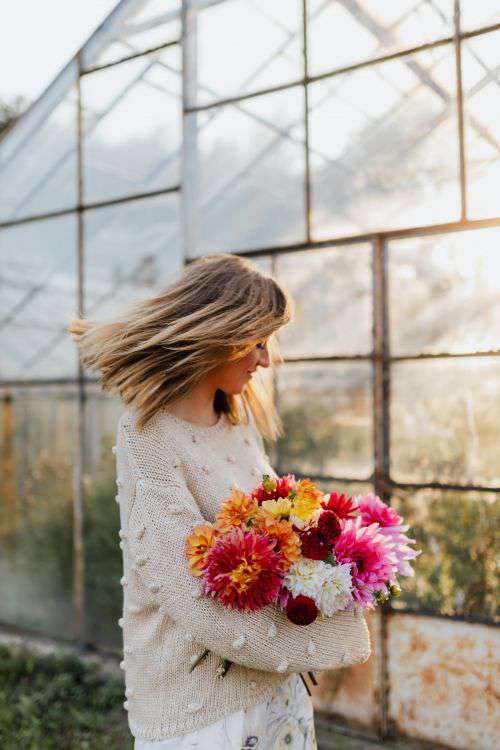 Beautiful colorful dahlia flowers