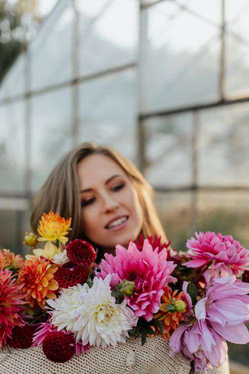 Beautiful colorful dahlia flowers