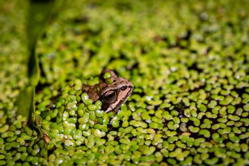Frog Green Wild Free Photo