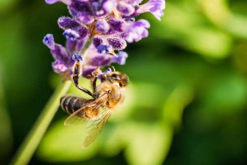 Honey Bee Working on a Lavender Flower Free Photo