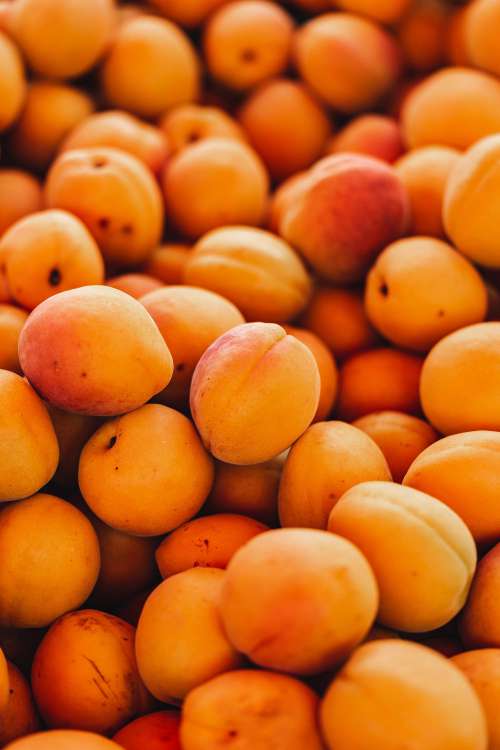 Apricots Free Photo