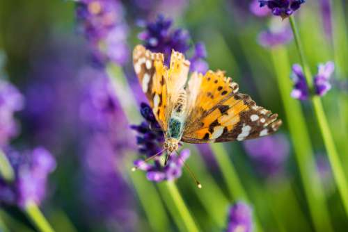 Beautiful Butterfly in Lavender Field Free Photo