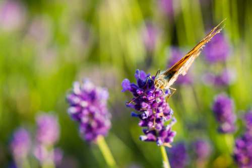 Butterfly on a Lavender Flower Free Photo
