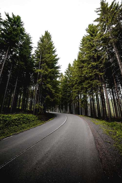 Long Road in Forest Vertical Free Photo