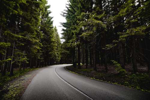 Road in Dark Forest Free Photo