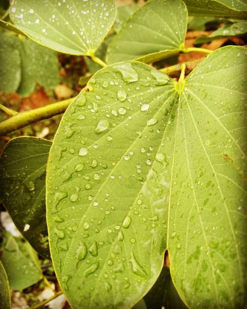 Leafs Water Droplets Rains Macro Photography