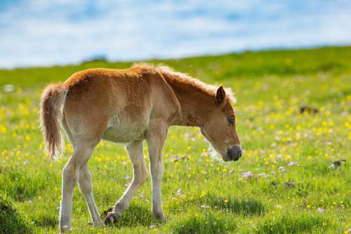 Animal Baby Horse Spring Meadow Flowers Friendly