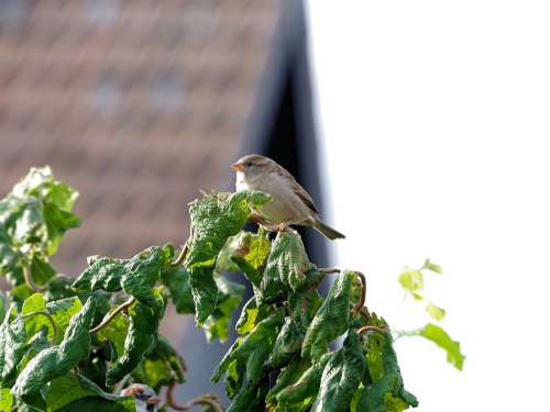 Bird Garden Sparrow Songbird Small Bird Sitting
