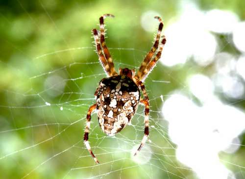 Arachnid Spider Insect Nature Web Animal