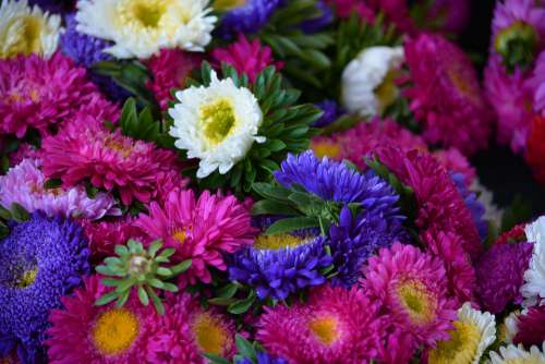 Asters Flowers Autumn Bouquet Purple Raspberry