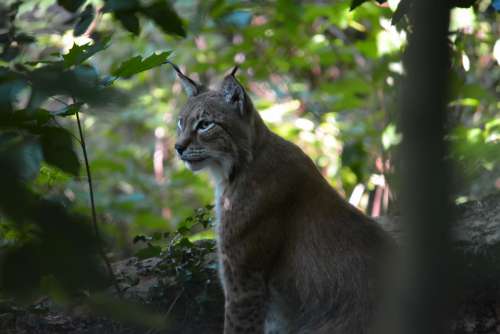 Lynx Trees Zoo Nuernberg Cat Nature