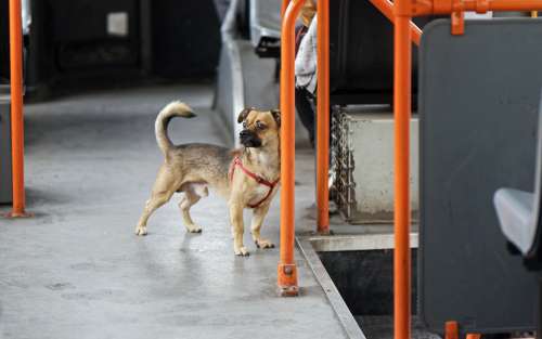 Dog Pet Canine Domestic Leash Cute Adorable Tram