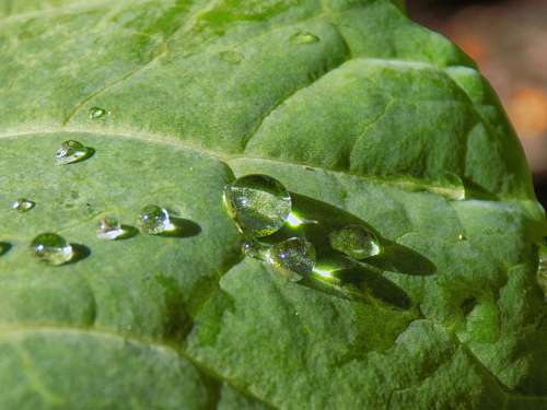 Drop Leaf Green Nature Rain Water Leaves Plant