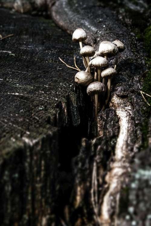 Mushrooms Mushroom Trunk In The Fall Hat Tribe