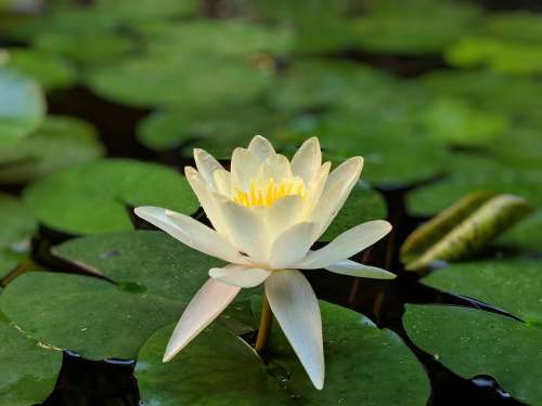 Lotus Green Lake Nature Bloom Flower Plant Water