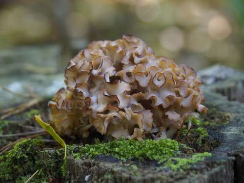 Nature Agaric Mushrooms Autumn Sponszwam