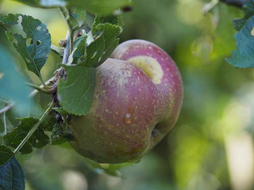 Nature Fruit Apple Power Supply
