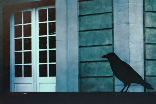 Raven Bird Animal Shadows Darkness Rail Building