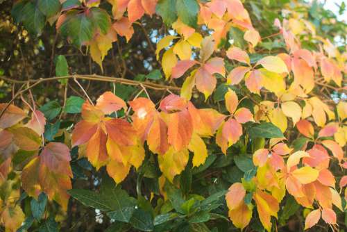 Autumn Leaf Leaves Nature Fall Colorful Season