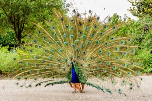 Peacock Animal Bird Nature Feather Colorful Color