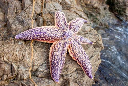 Starfish Star The Sea Of Japan Sea Beach Coast