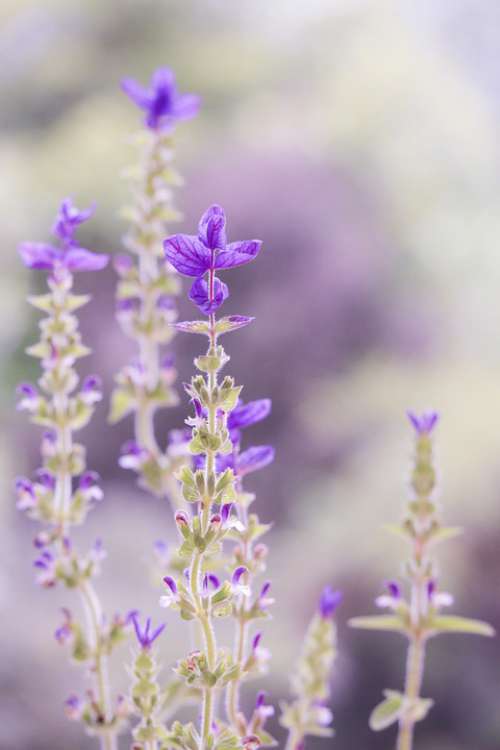 Purple Pastel Soft Nature Flower Sage Soft-Focus