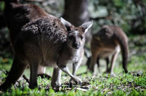 Kangaroo Australia Marsupial Animal Wild Mammal