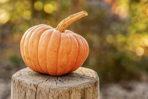 Pumpkin Autumn Decoration Orange Food