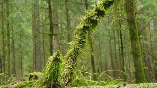 Forest Trees Moist Moss Upper Franconia