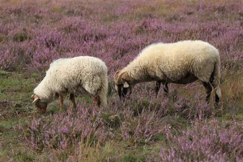 Sheep Heide Nature Herd Animals Browser Cattle