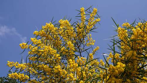 Plant Flora Yellow Sky Flower Bloom Nature