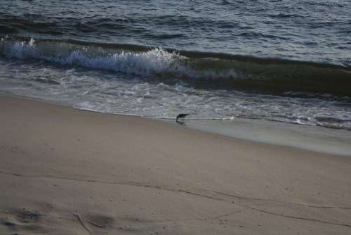 Seagull Ocean Waves Beach
