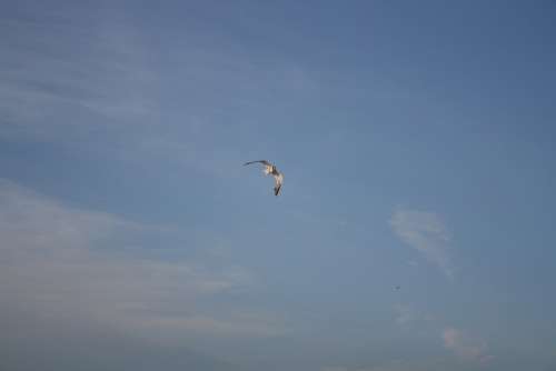 Seagull Sky Blue Sky