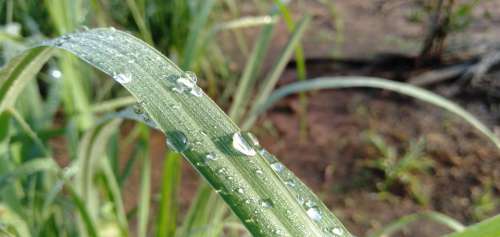 Fresh Light Water Green Plant Wet Environment