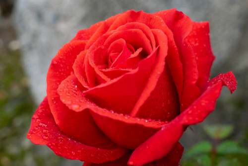 Red Rose Raindrop Romantic Macro Close Up Petals