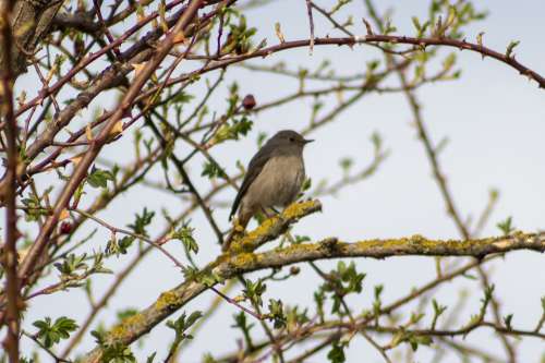 Bird Birds Songbird Singer Birds Redstart