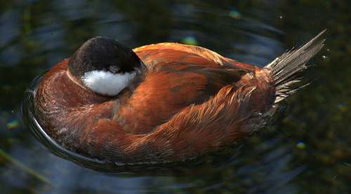 Duck Plumage Sleeping Water Bird Swim Feather