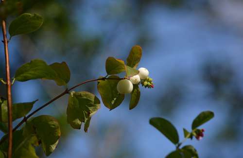 Flower Burgeon Blossom Germ White Pearls Branch