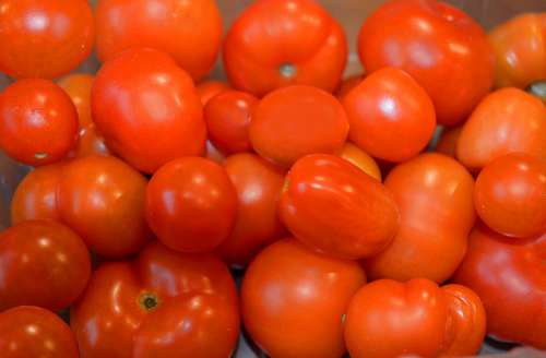 Tomatoes Red Vegetables Ripe Food Bio