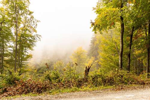 Nature Forest Path Autumn Tree Haze