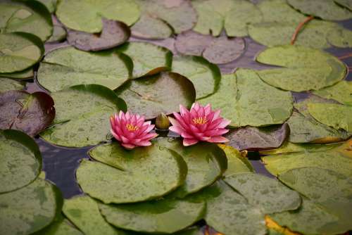 Water Lily Nymphaea Nymphaeaceae Aquatic Plant