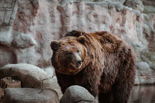 Bear Animal Zoo Water Nature Risk Dangerous