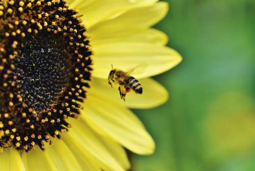 Bee Honey Bee Insect Flight Flying Pollen Blossom