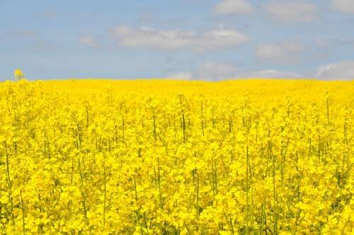 Rapeseed Yellow When Agriculture Summer Flowers