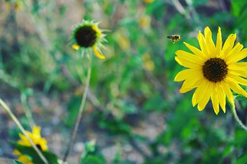 Flower Honey Honeybee Bee Bees Pollinating