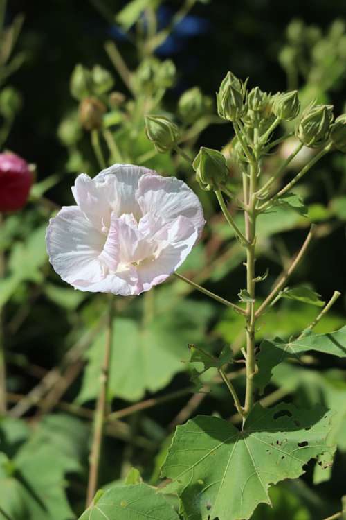 Natural Flowers White Bud Leaf Outdoors